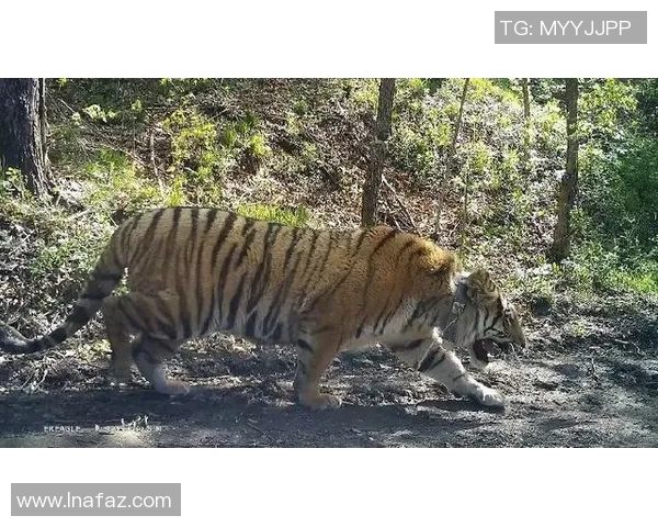 深度解析凯尔特人近期表现亮点与未来赛季走势全面预测 深度解析凯尔特人近期表现亮点与未来赛季走势全面预测